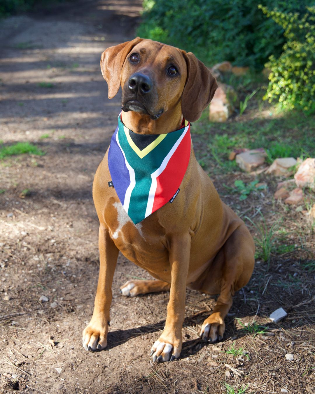 Ridgeback wearing a south african flag bandana