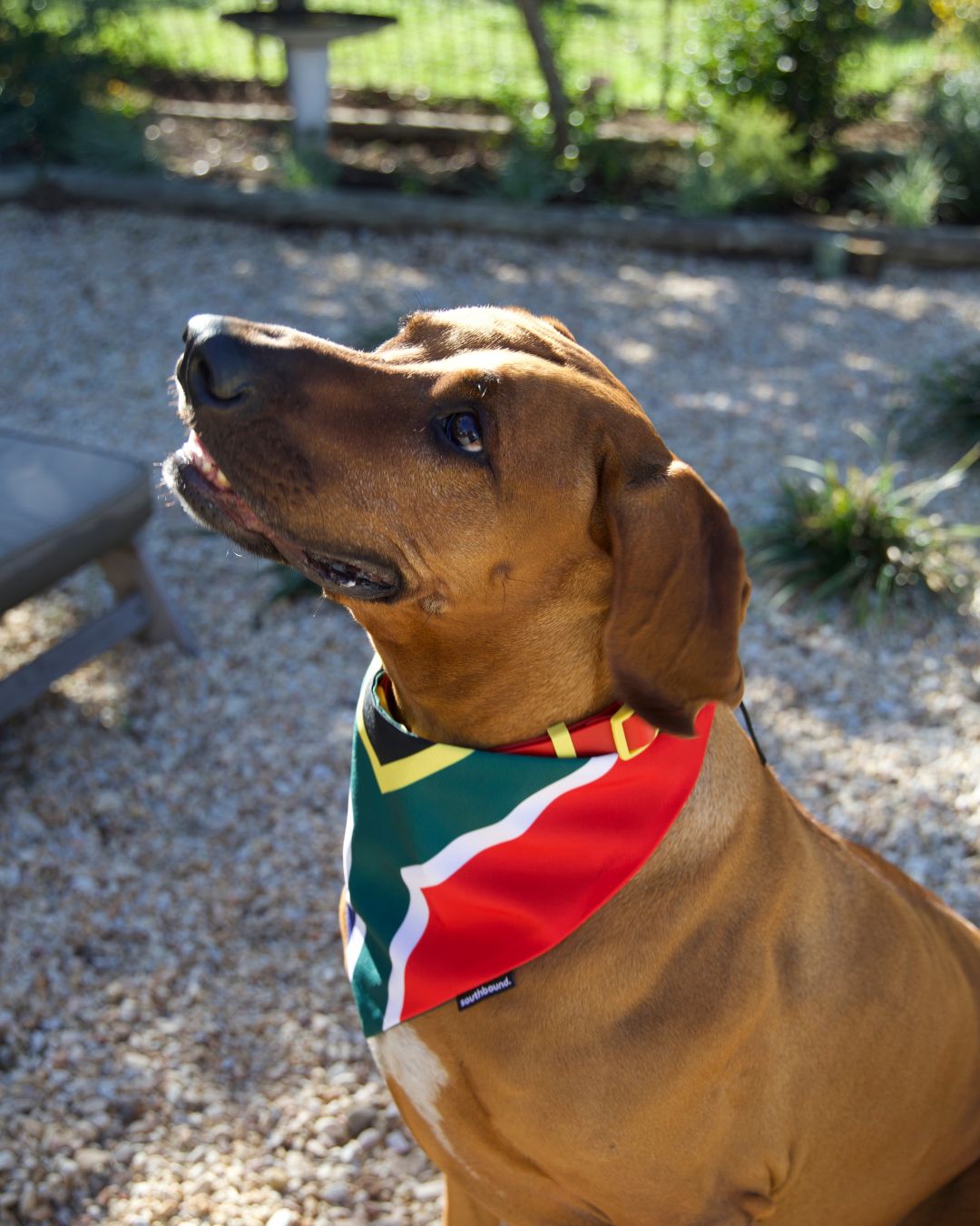 Ridgeback wearing a south african flag bandana