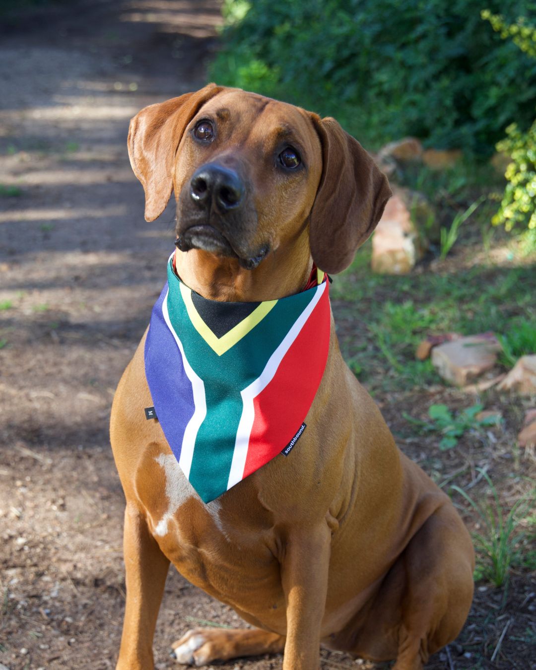 Ridgeback wearing a south african flag bandana